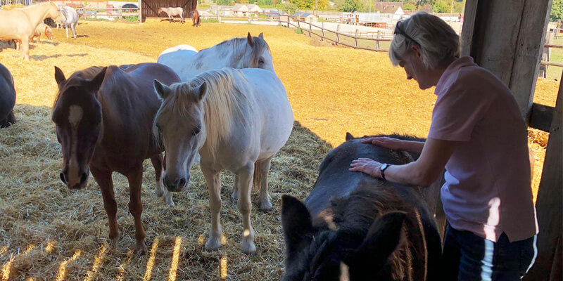 Rainbows End Clinic Equine Physiotherapy