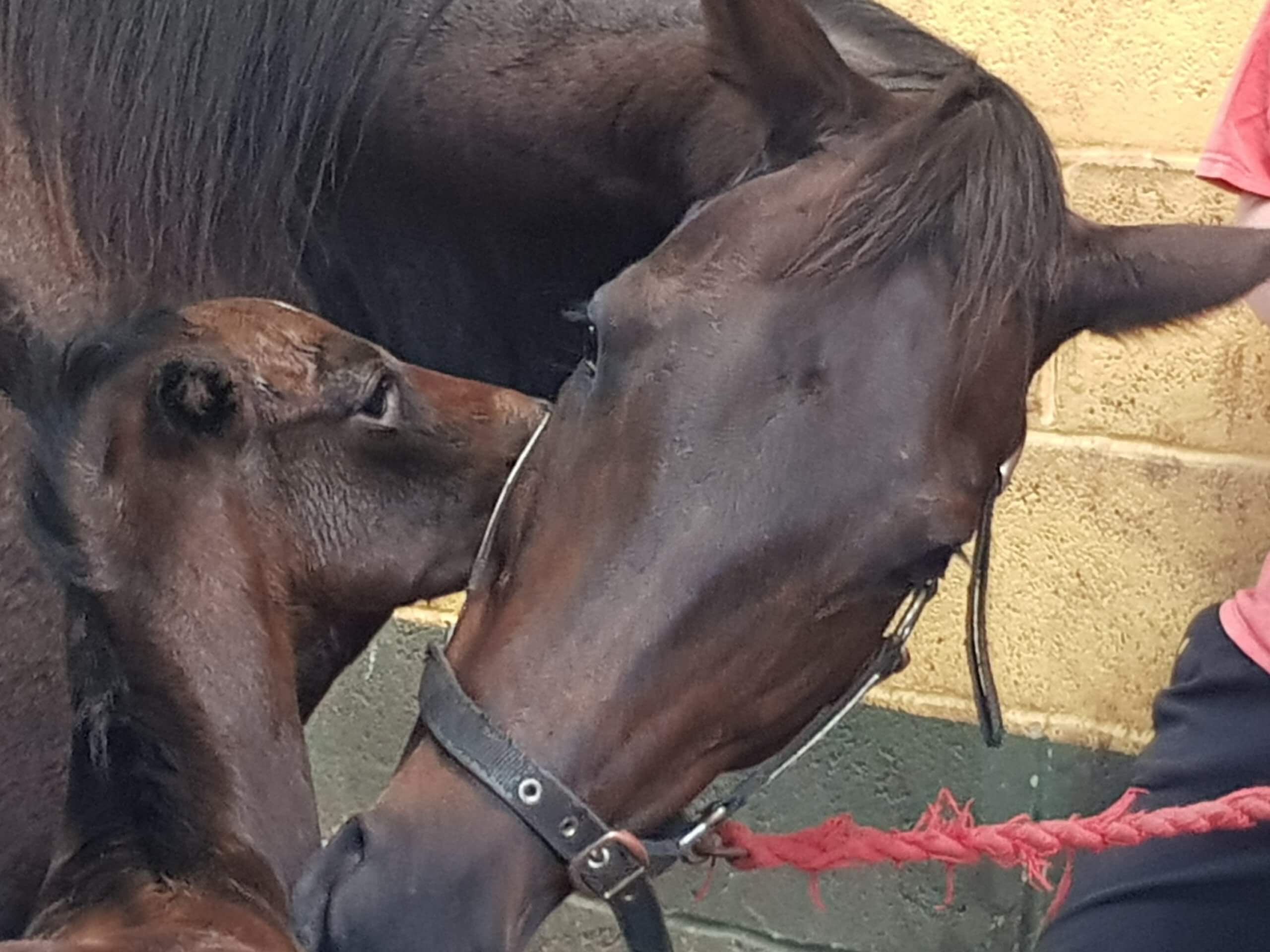 Equine Physiotherapy